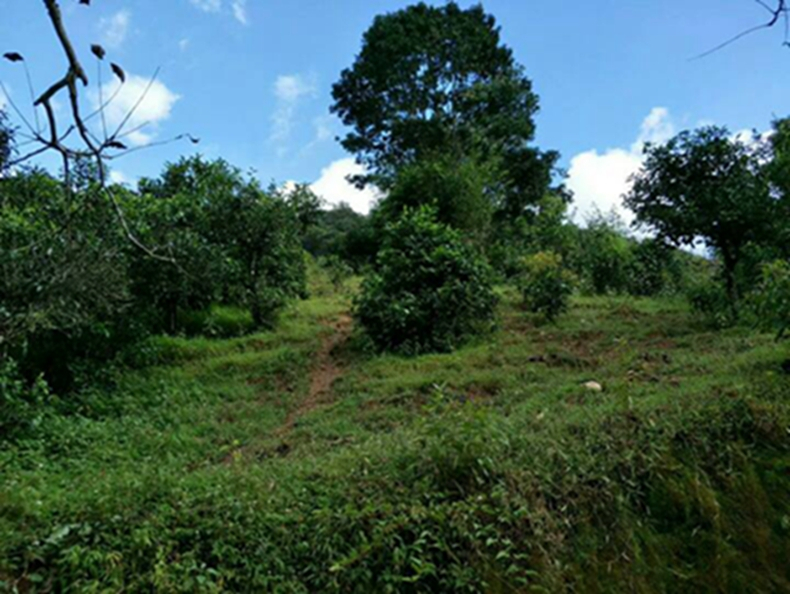 2021年冰島南迫古樹秋茶特點?