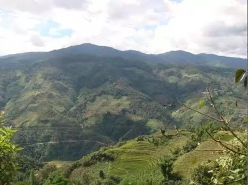 2021年冰島壩歪古樹秋茶特點？