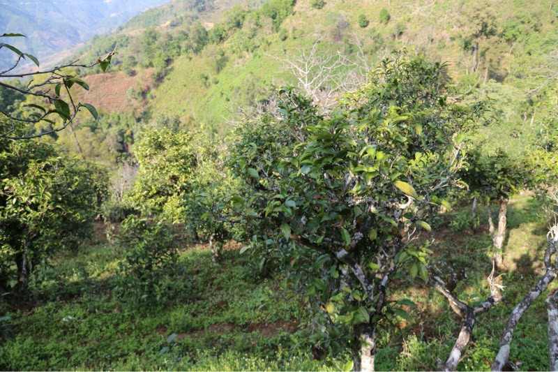 2021年冰島壩歪古樹秋茶，飲盡蘭花香，舒心又暢懷