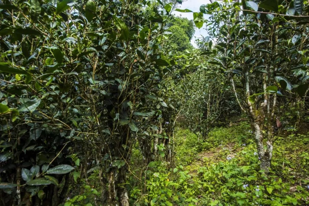 2021年冰島糯伍古樹(shù)秋茶口感是什么?