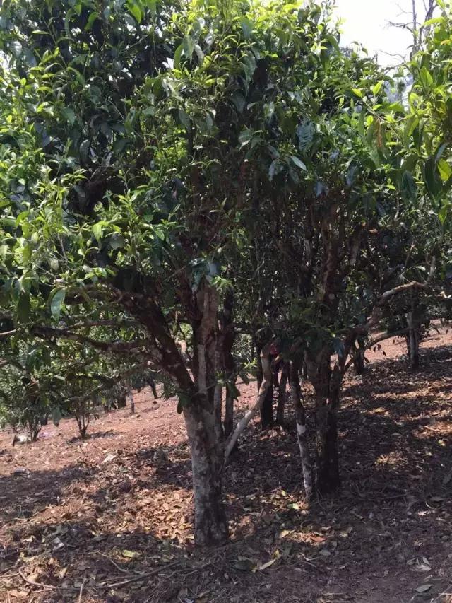 2021年冰島糯伍古樹秋茶特點？