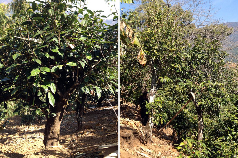 2021年忙肺古樹秋茶特點是什么？