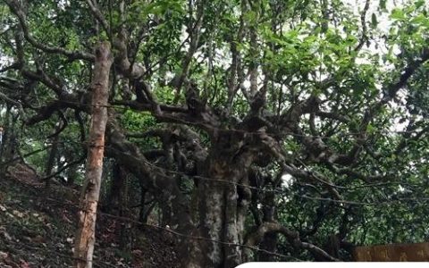 2021年忙肺古樹秋茶臨滄四大名茶之一!