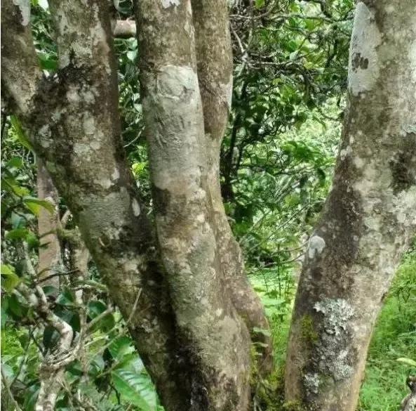 2021年忙肺古樹秋茶多少一公斤？