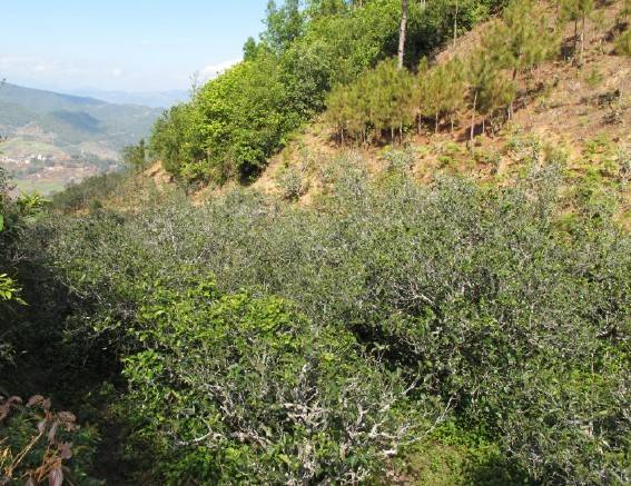 2021年梅子箐古樹秋茶特點是什么？