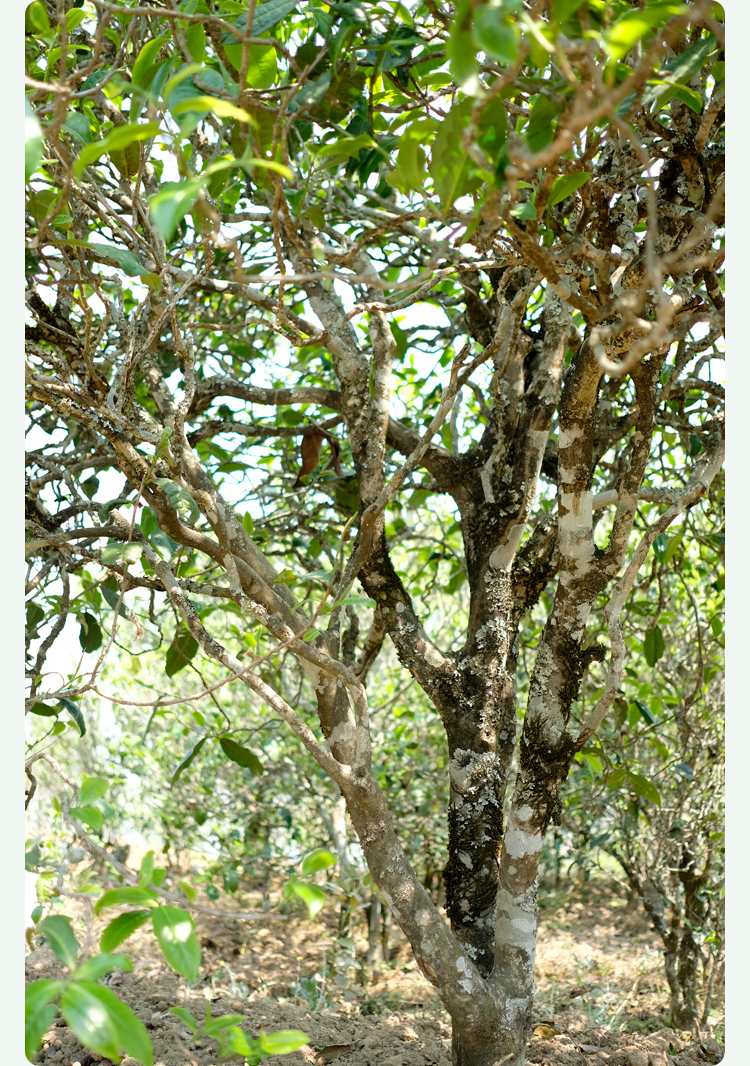 2021梅子箐古樹秋茶甜如冰島、香似昔歸:人間三月,怎么少得了梅子箐?