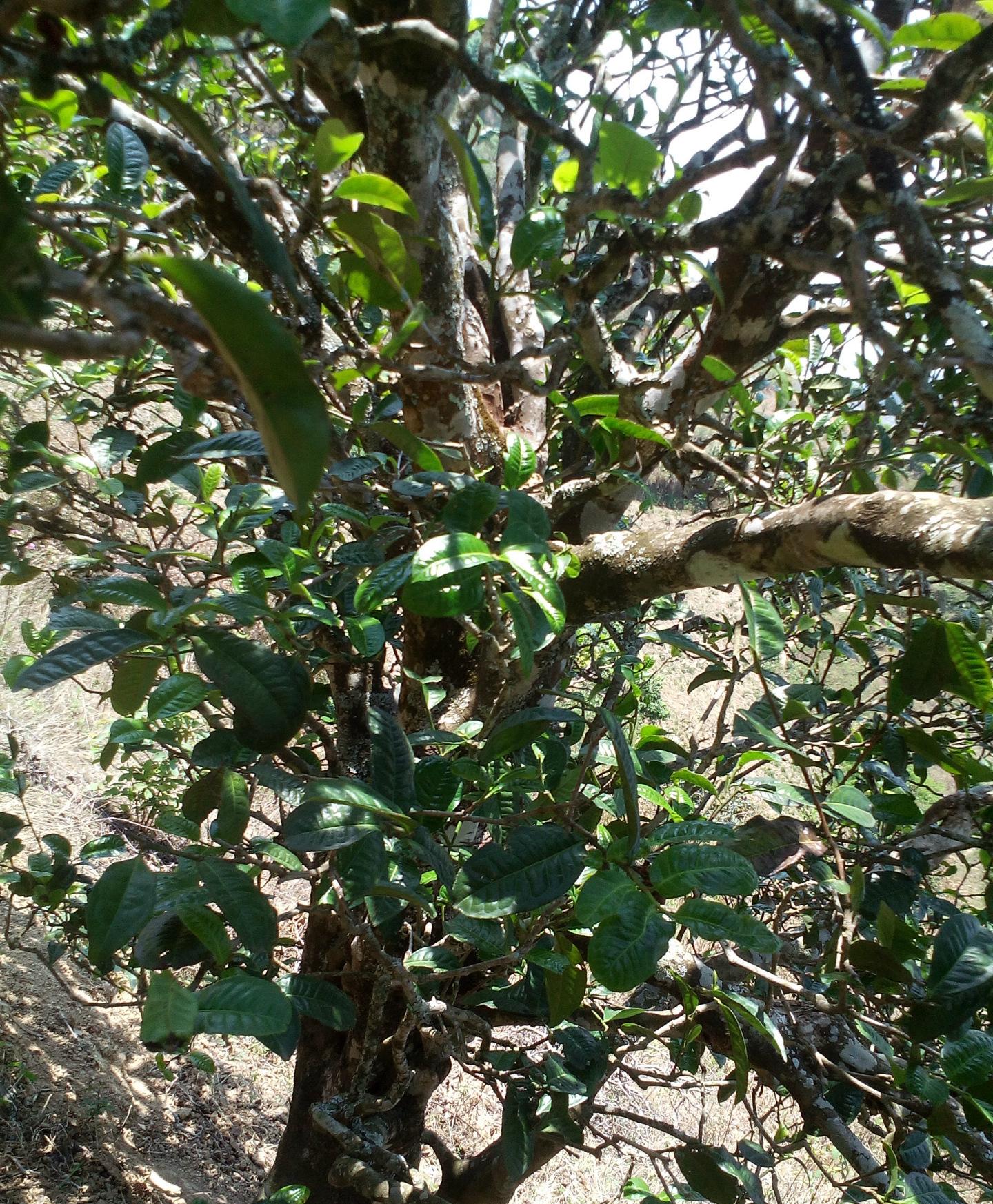 2021年巖子頭古樹秋茶特點？