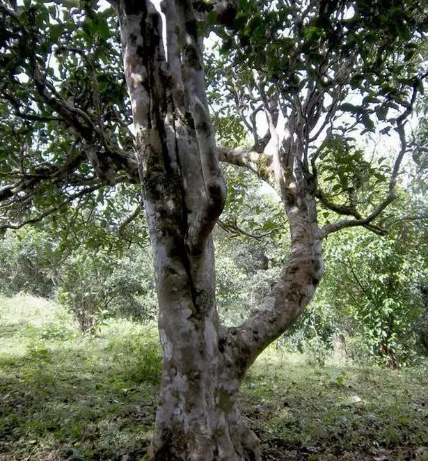 2021年巖子頭古樹秋茶，亂石出好茶！