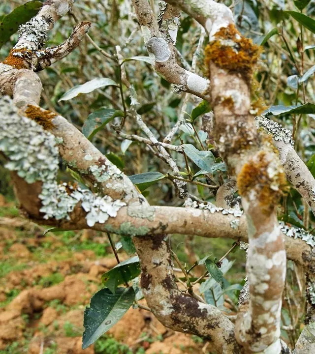 2021年巖子頭古樹秋茶多少錢一公斤？