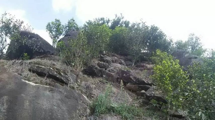 2021年巖子頭古樹秋茶內(nèi)含物質(zhì)可以和昔歸古樹毛茶相娉美·！