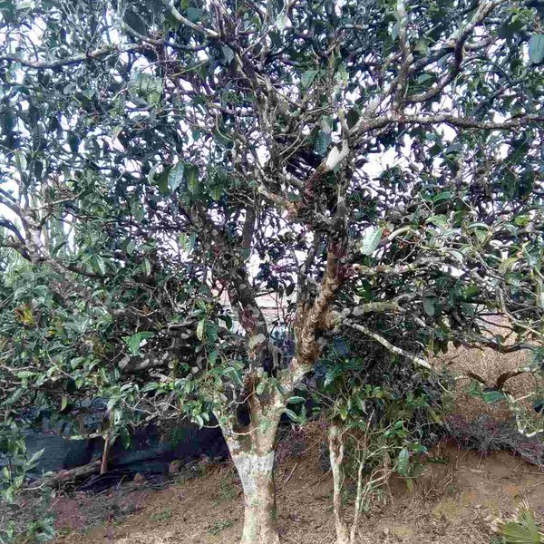 2021馬鞍山古樹秋茶口感？