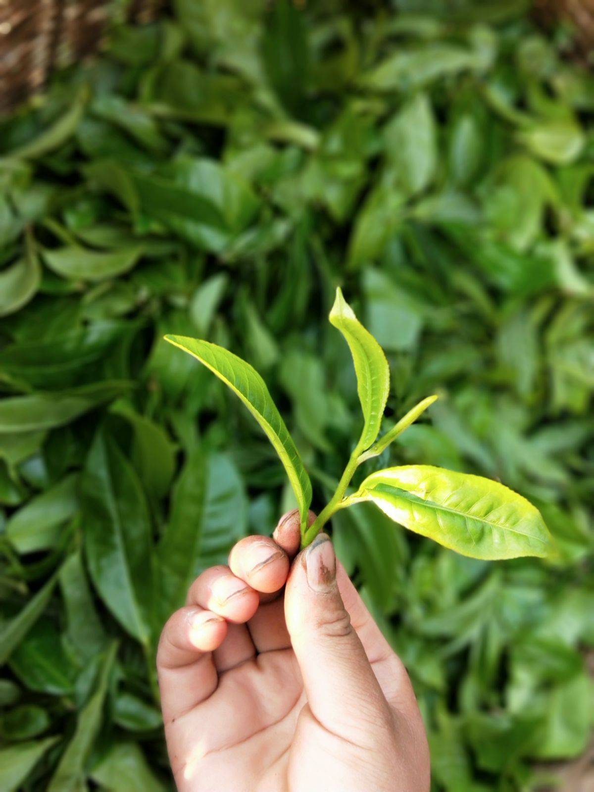 2021年馬鞍山古樹秋茶特點是什么？