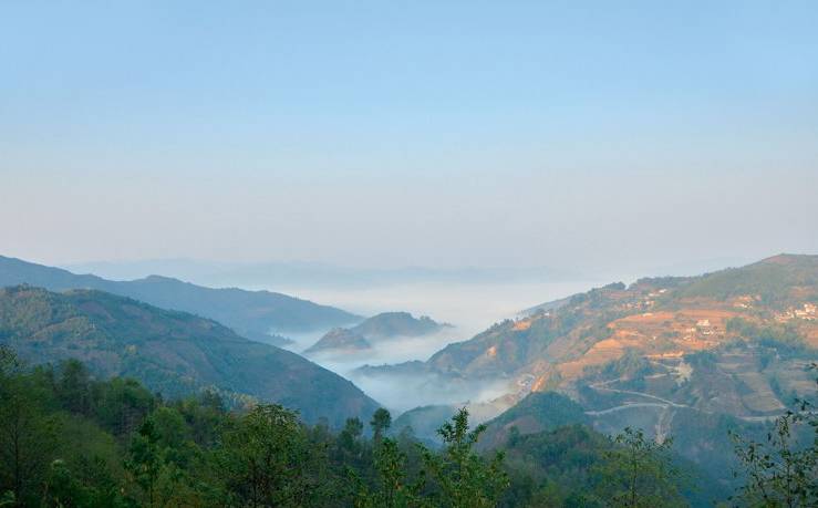2021年白鶯山古樹(shù)秋茶白鶯聚居之地，普洱茶樹(shù)的天堂