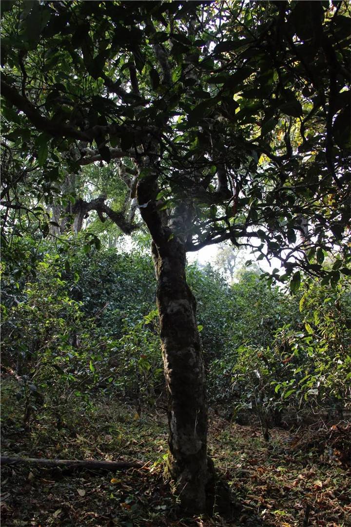 2021年老曼峨古樹秋茶口感是什么？