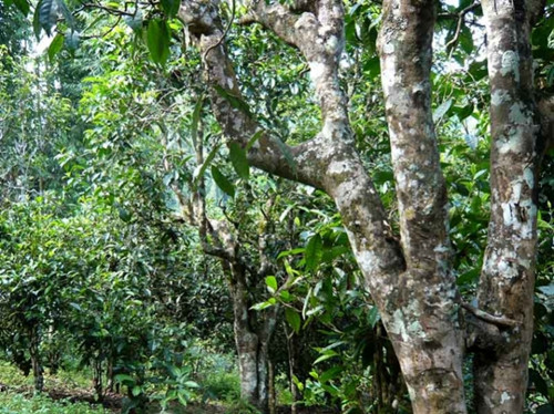 2021老曼峨古樹秋茶多少錢一公斤？