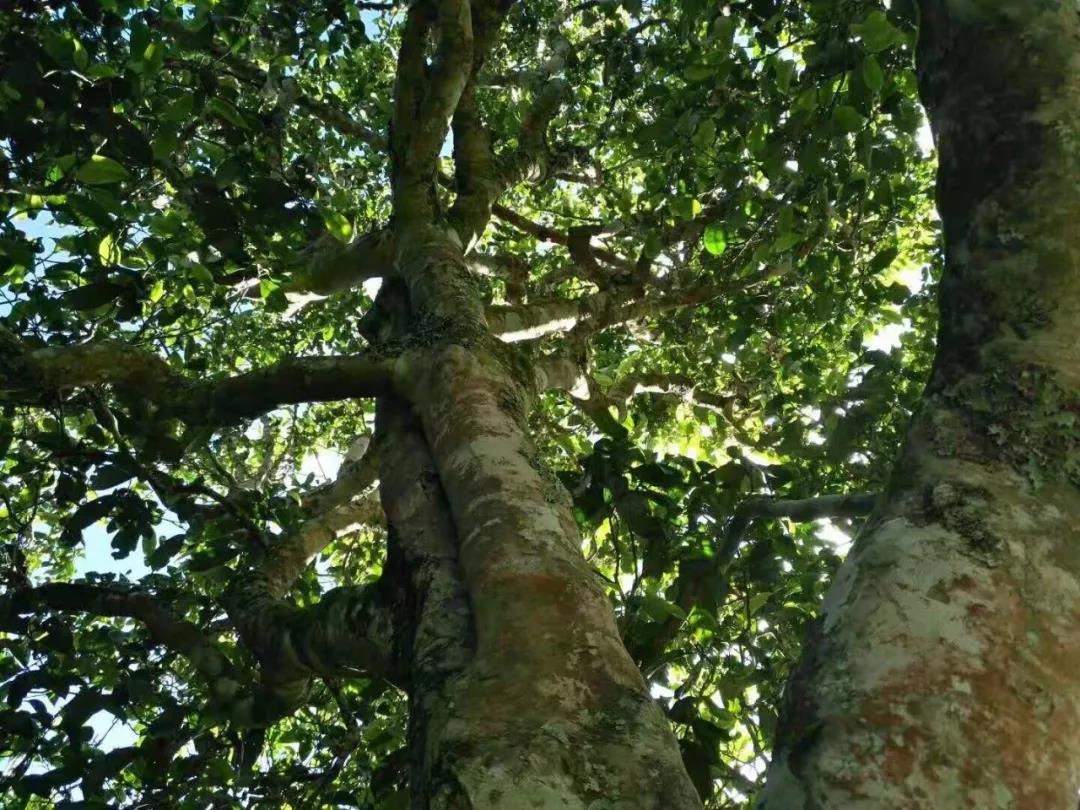 2021年班章茶區(qū)壩卡囡古樹秋茶特點？