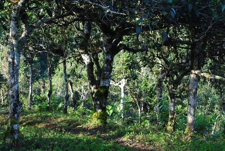 2021年賀開古樹秋茶口感！