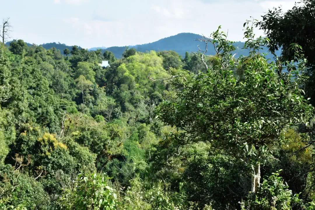 2021年賀開古樹秋茶品鑒實(shí)錄！