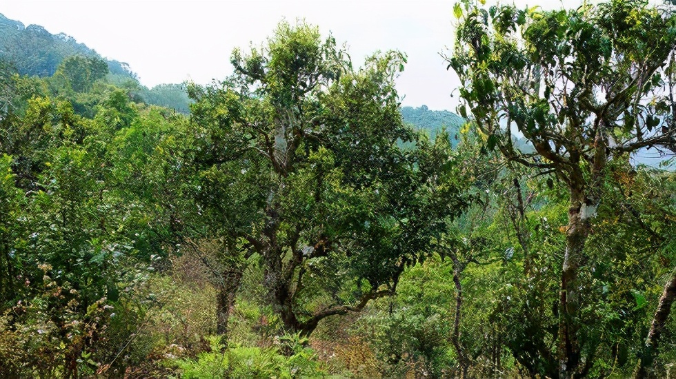 2021賀開古樹秋茶價(jià)格是多少？