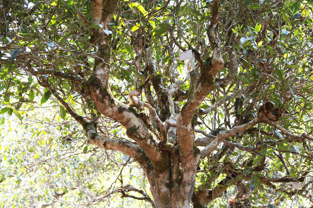 2021年班盆古樹秋茶口感？