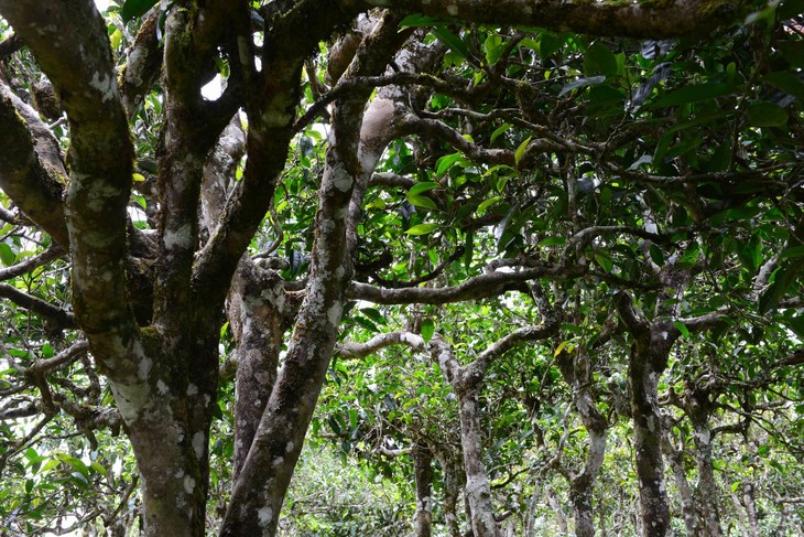 2021年老班章“鄰居”，班盆古樹秋茶茶來(lái)了！