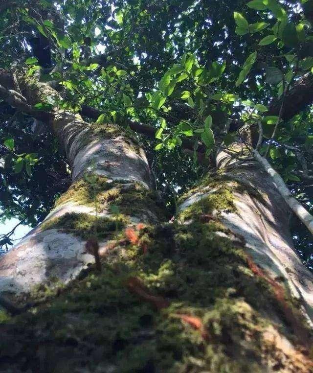 2021年班盆古樹秋茶價(jià)格?