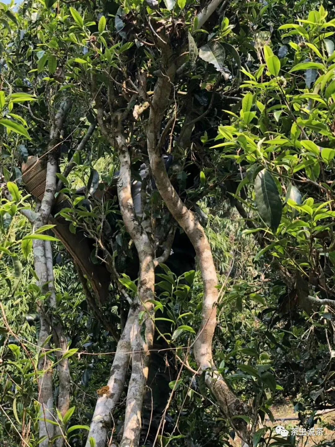 2021年廣別老寨古樹秋茶價(jià)格？