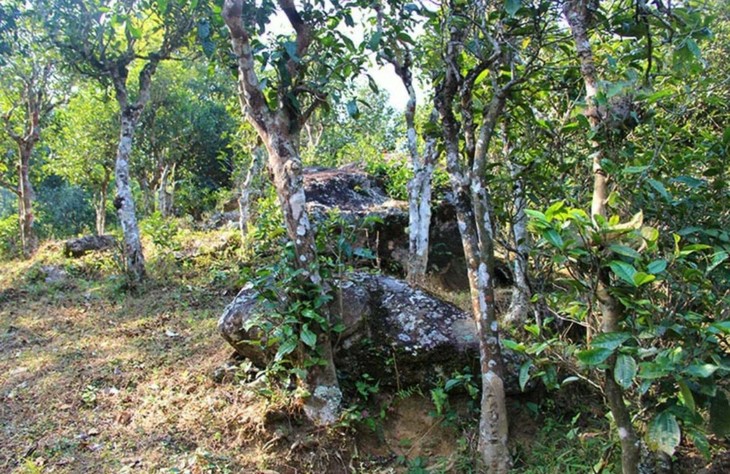 2021年勐宋那卡古樹秋茶特點？