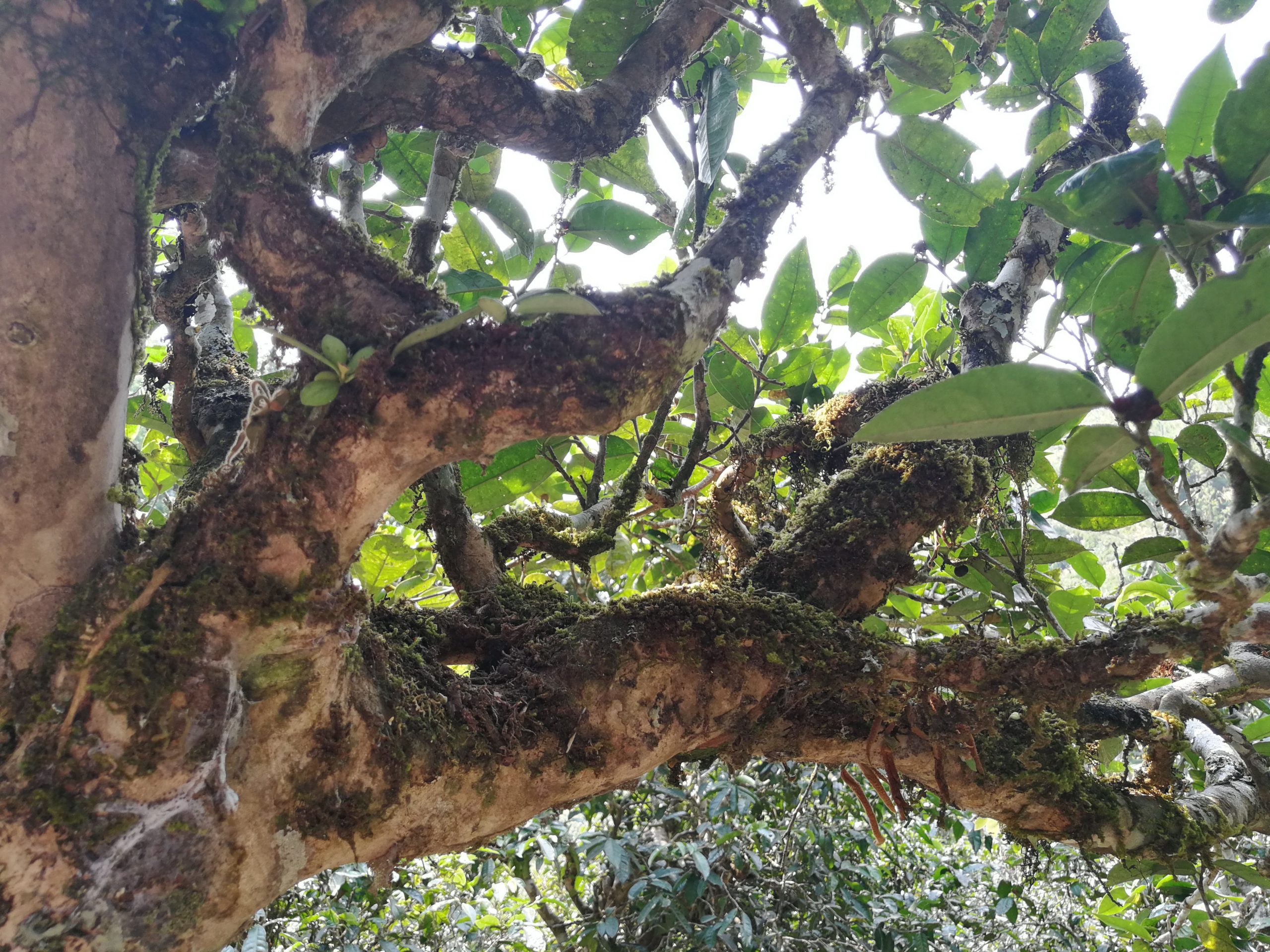 2021年勐宋那卡古樹秋茶品鑒實錄！