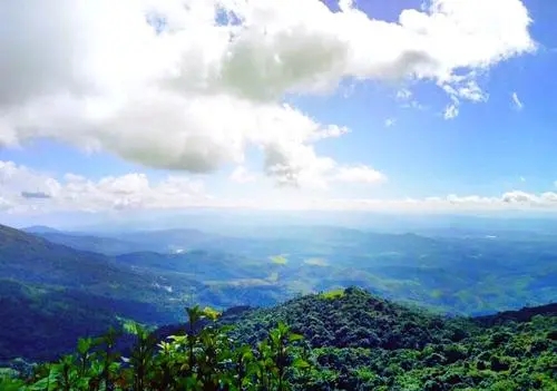 2021年滑竹梁子古樹秋茶特點？