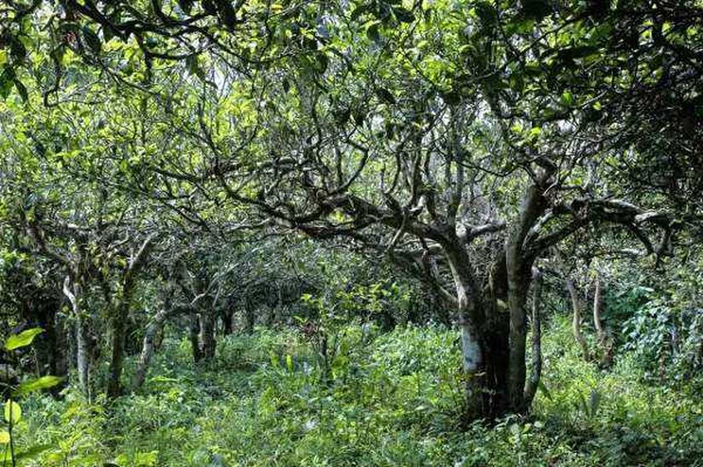 2021年滑竹梁子古樹秋茶口感？