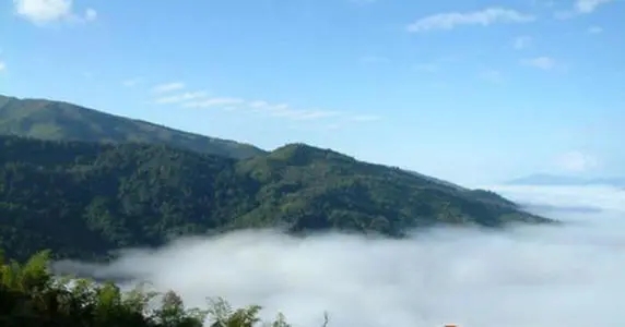 2021年滑竹梁子古樹品鑒實錄？