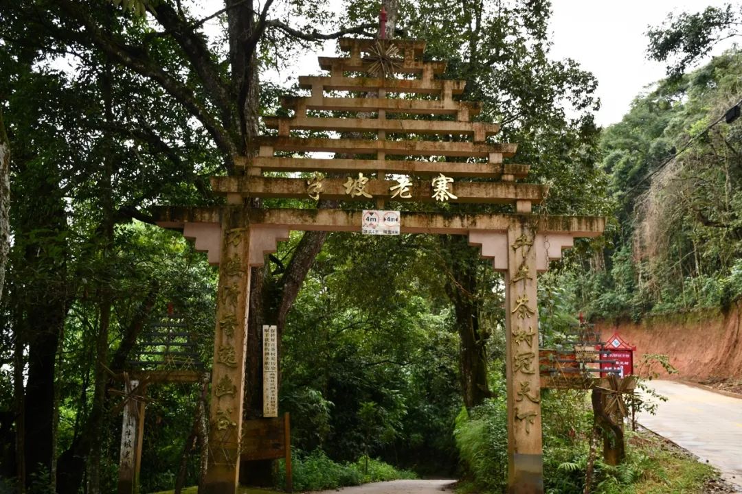 2021年南糯山半坡老寨古樹秋茶特點？