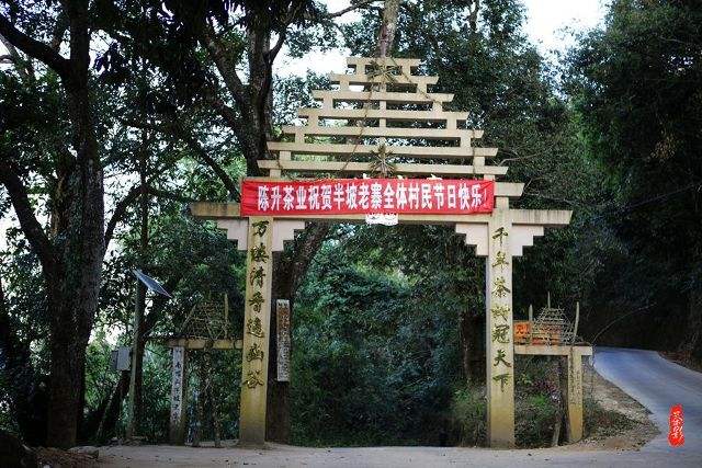 2021年南糯山半坡老寨古樹秋茶價格？