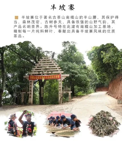 2021年南糯山半坡老寨古樹秋茶品鑒!