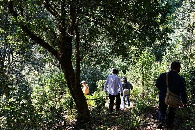 2021年南糯山拔瑪老寨古樹秋茶特點是什么？