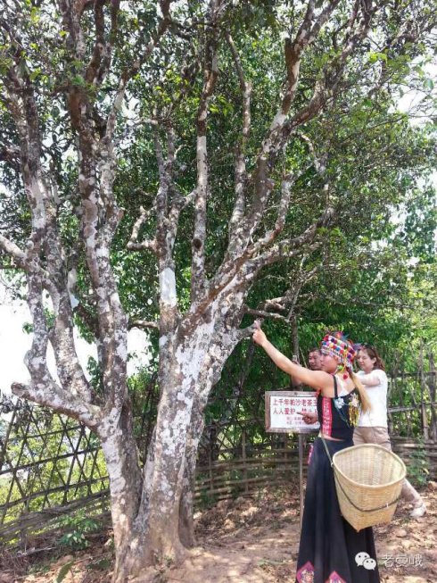 2021年帕沙古樹秋茶價(jià)格是多少？