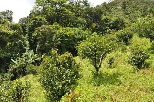 2022年碧溪小鎮 | 滇南茶馬重鎮-須立貢茶古茶山