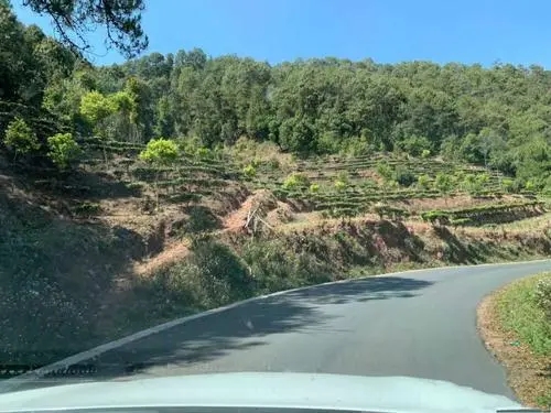 2022年墨江鳳凰窩古樹春茶價格？