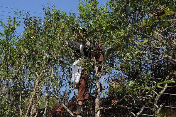 2022年景谷黃草壩古樹(shù)春茶品鑒實(shí)錄！