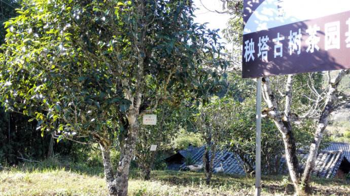 2022年景谷秧塔古樹(shù)春茶詳情介紹！
