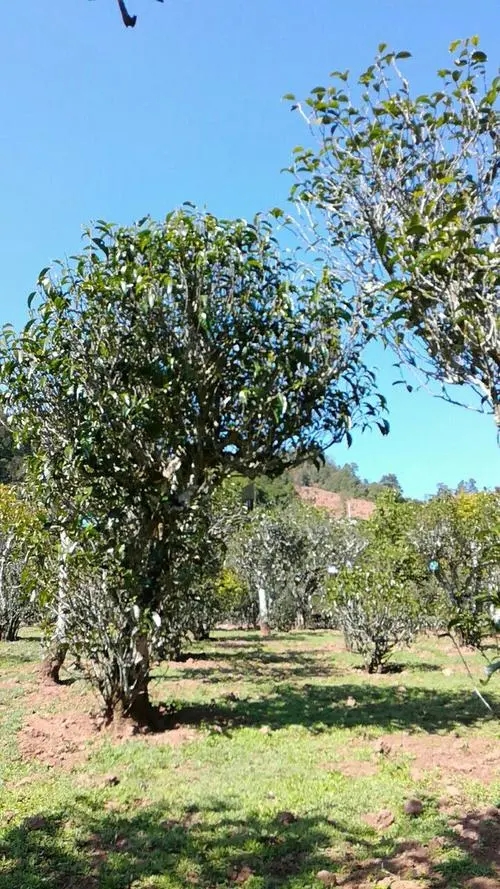 2022年景谷秧塔古樹春茶價格是多少？