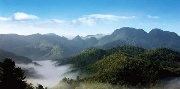 2022年景谷苦竹山古樹(shù)春茶口感？