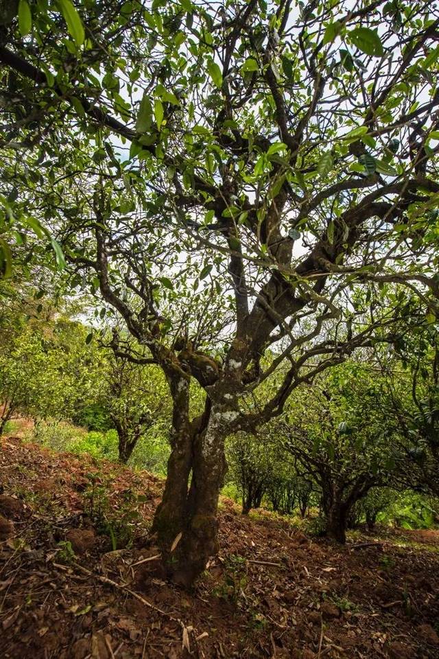 2022年景谷苦竹山古樹春茶多少錢一公斤？