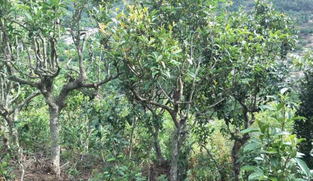 2022年景東金鼎古樹(shù)春茶口感特點(diǎn)？