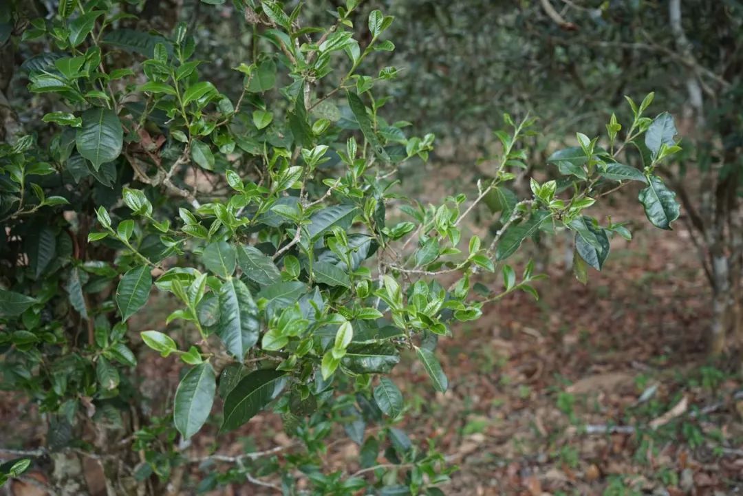 2022年景東哀牢山古樹(shù)春茶價(jià)格多少？