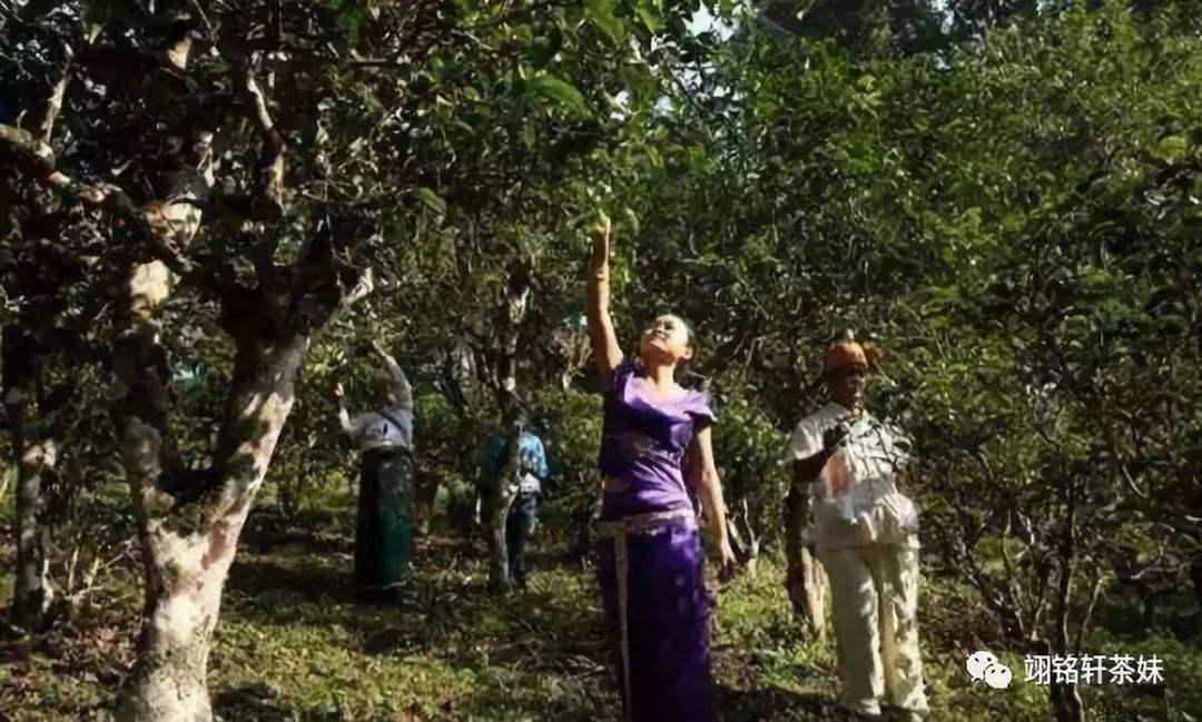 2022年鎮沅爺號大爺馬鄧古樹春茶特點？