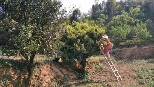 2022年鎮沅馬鄧古樹春茶口感是什么？