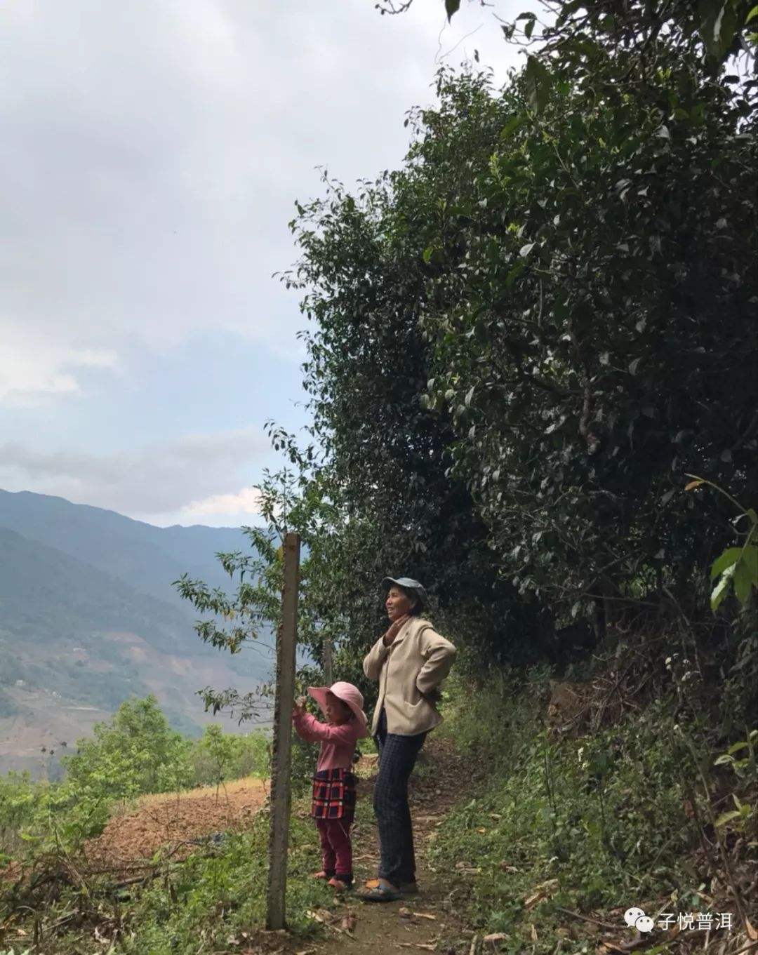 2022年鎮沅馬鄧古樹春茶多少錢一公斤？