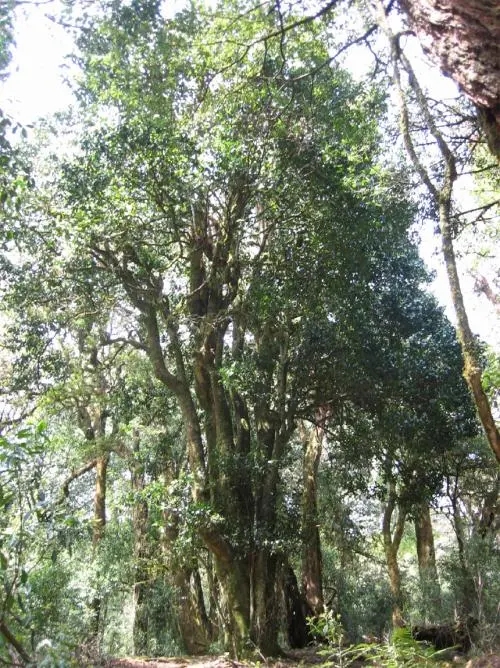 2022年鎮沅馬鄧古樹春茶價格是多少？